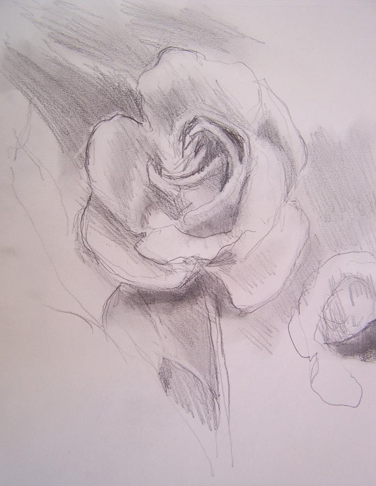 rose drawings in pencil. Drawing a Day – another Rose