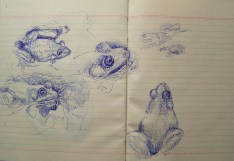 page of frog drawings