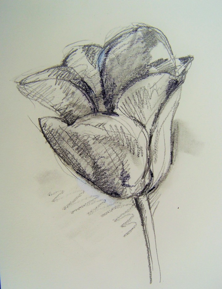 tulip drawing