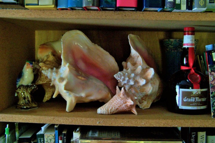 seashells on shelf photo